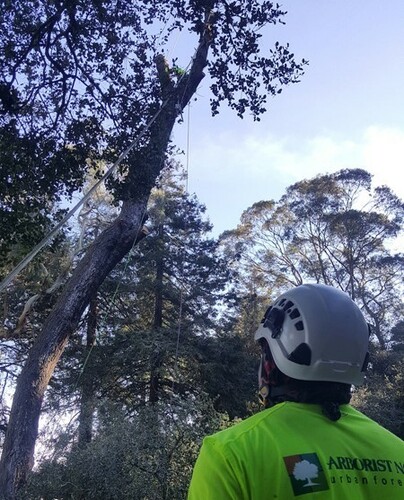 Tree Care Safety and Precision | Arborist Now