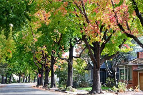 Beautiful Tree-Lined Residential Street