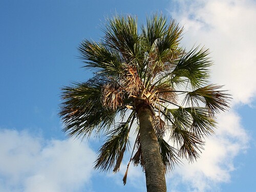 Majestic Palm Tree