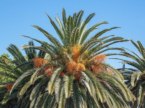 Blooming Jelly Palm