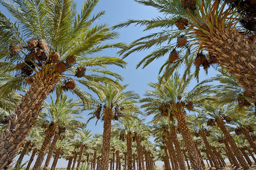 Date Palm Orchard