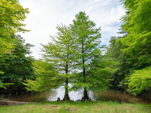 Peaceful Riverside Trees