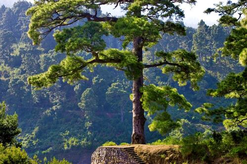 Ancient Pine Tree