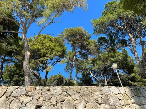 Trees Over Stone Wall