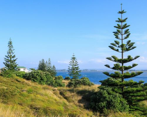 Coastal Pine Trees