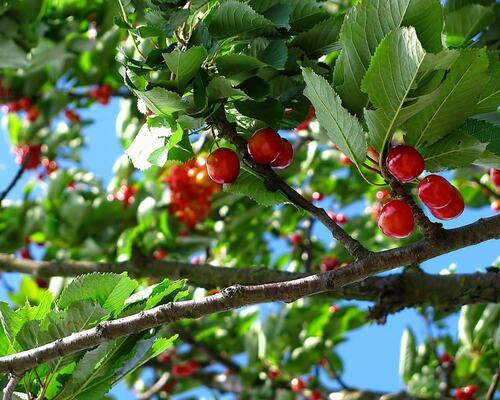 Lush Cherry Tree with Ripe Red Cherries