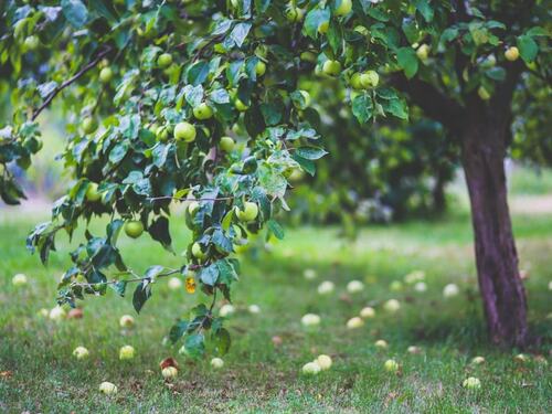 Apple Tree in a Lush Orchard