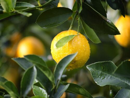 Dew-Kissed Lemon on a Tree Branch