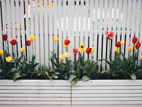 Vibrant Tulips Against a White Fence