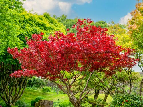 Vibrant Sun Valley Maple in Spring Garden