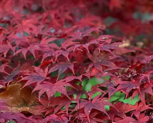 Close-Up of Vibrant Red Maple Leaves