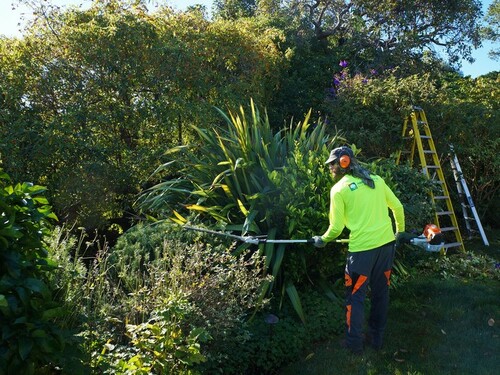 Professional Tree Care in San Francisco