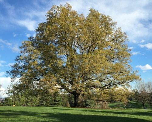 Majestic Oak Tree in Sunlit Field