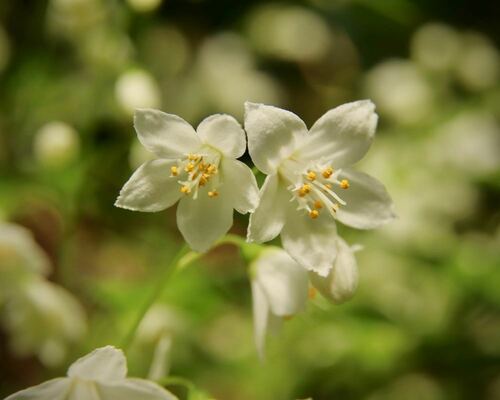 Delicate White Spring Flowers