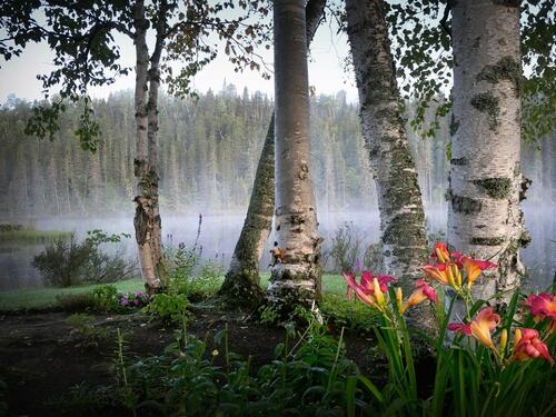 Misty Forest Lake Scene