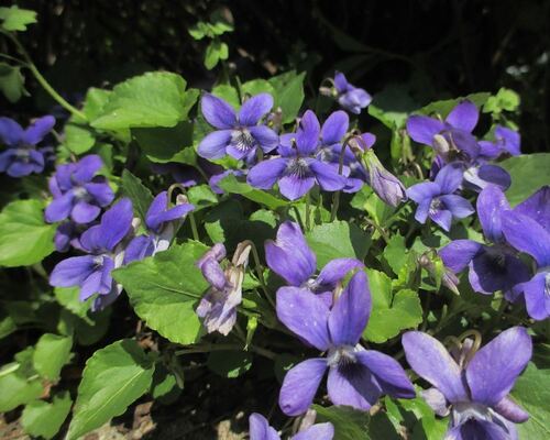 Vibrant Purple Violets in Bloom