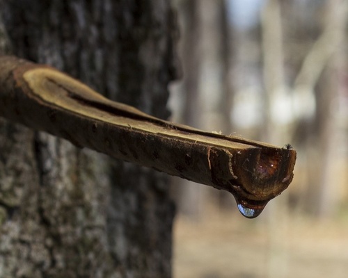 Maple Tree Sap Dripping