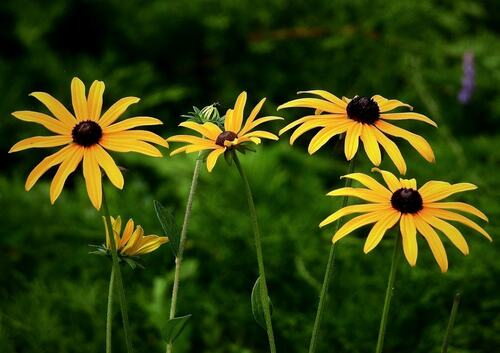 Bright Black-Eyed Susans