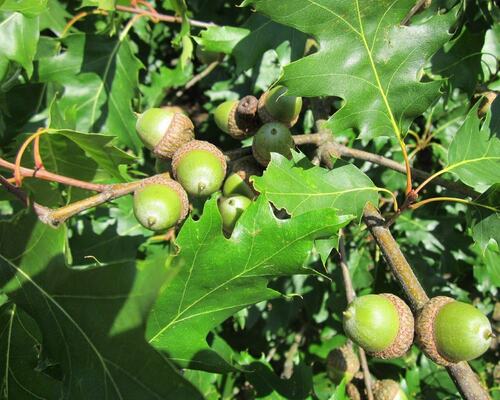 Green Acorns on Oak Tree