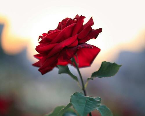 Stunning Red Rose at Sunset