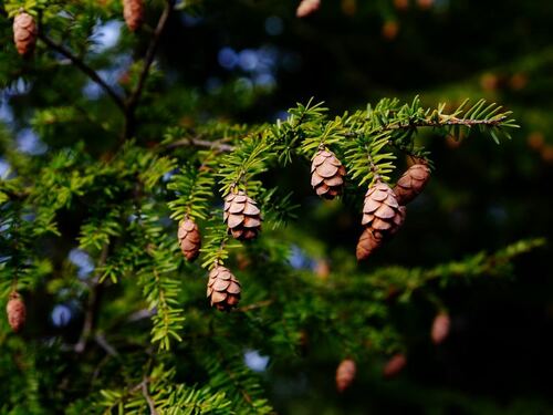 Hemlock Branch with Pine Cones