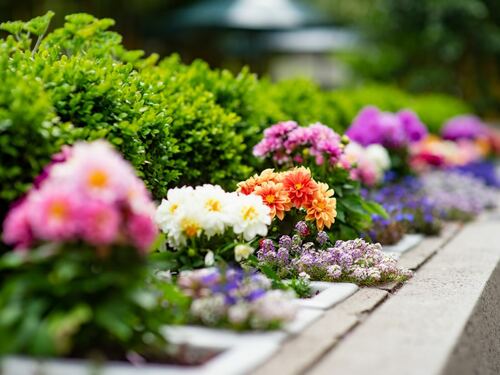 Colorful Garden Bed with Blooming Flowers