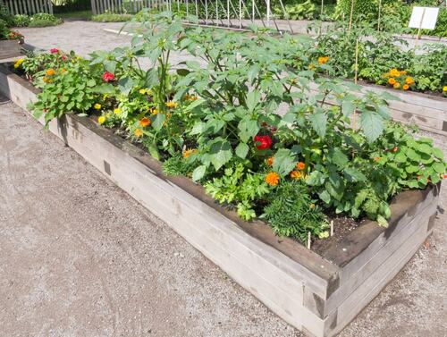 Raised Garden Bed with Fresh Vegetables