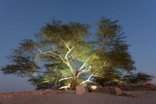 Majestic Tree Illuminated at Dusk