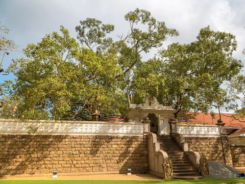 Sacred Tree in Temple Courtyard