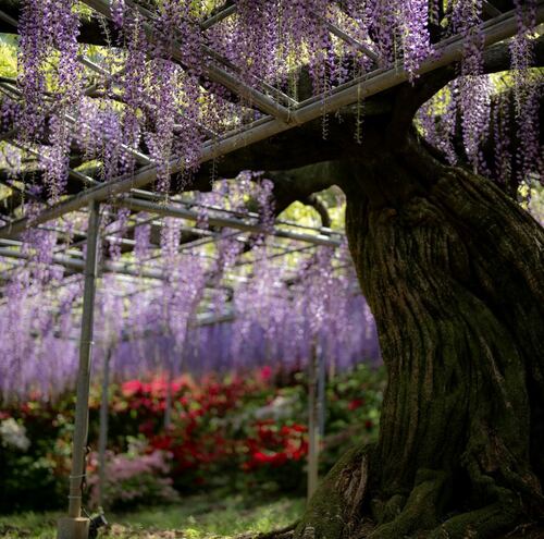 Blooming Wisteria in Garden