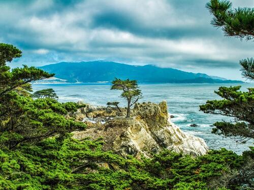 Lone Cypress on Rocky Coastline