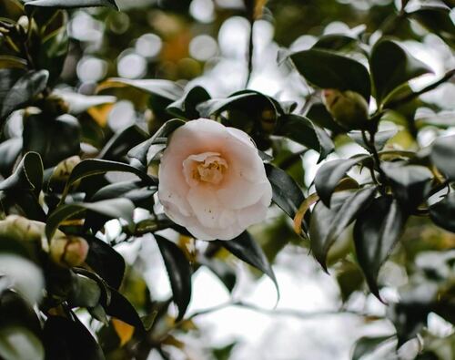 Blooming White Camellia