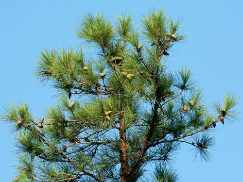 Pine Tree with Cones