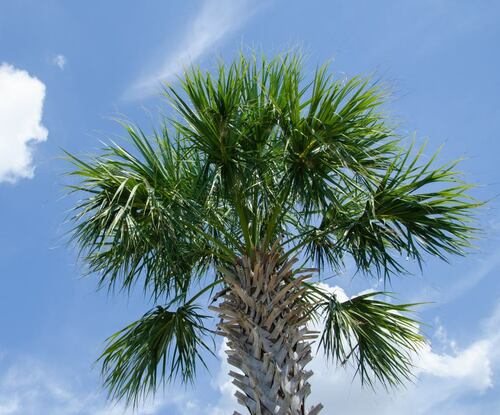 Palm Tree Against Blue Sky