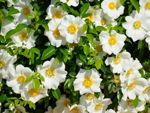 Cherokee Rose Blooms