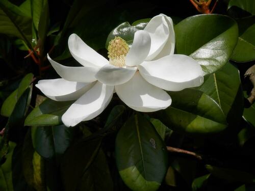 Southern Magnolia Flower