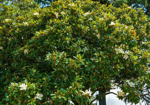 Magnolia Tree in Bloom