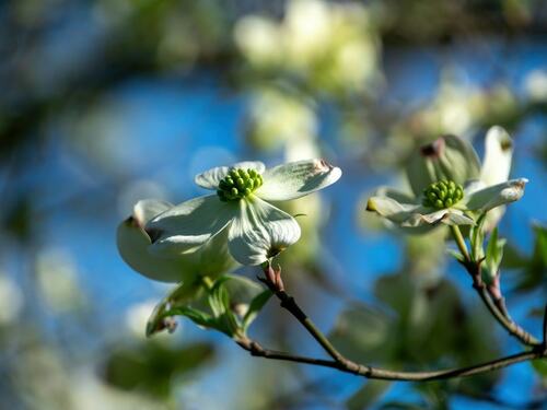 Dogwood Flowers Blooming