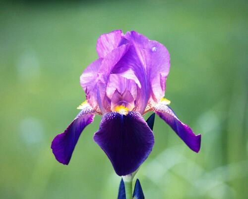 Vibrant Purple Iris