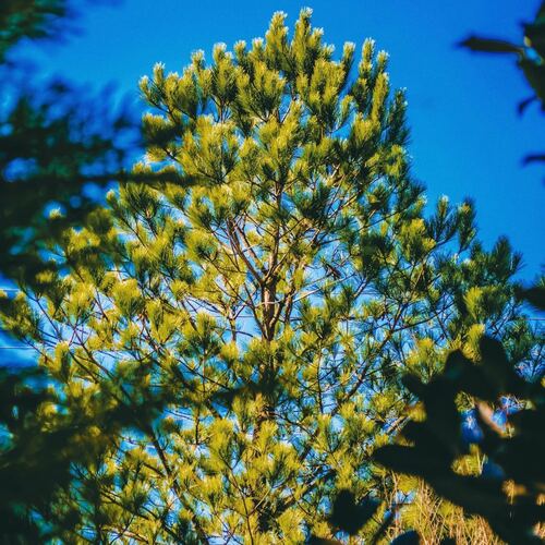 Tall Pine Tree in Sunlight