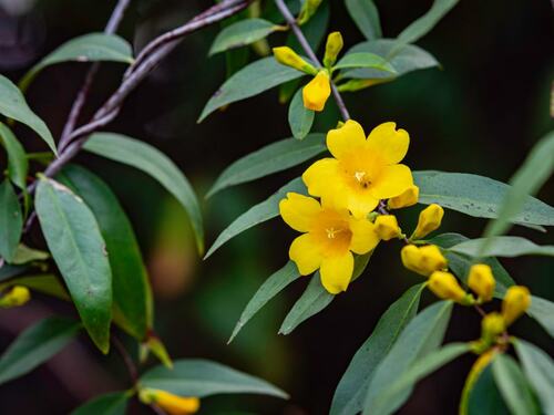 Yellow Jasmine Flowers