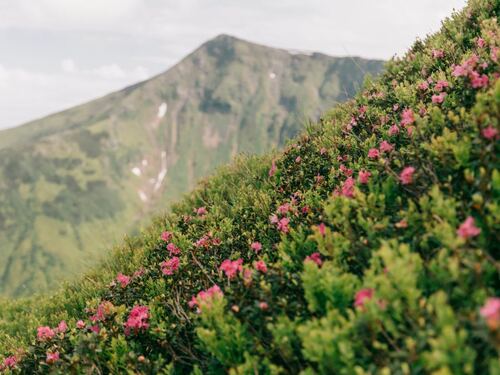 Mountain Wildflowers in Bloom