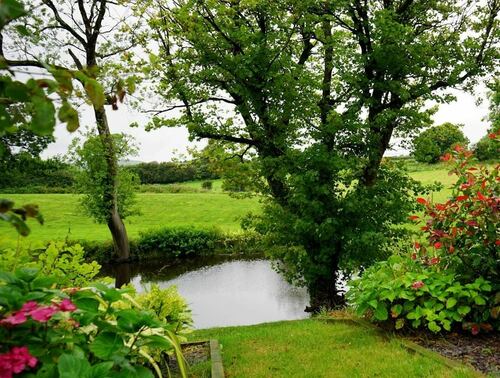 Serene Backyard Pond with Lush Greenery