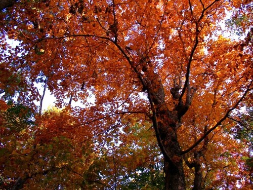 1200px Fall Oak Trees   West Virginia   Forest Wander