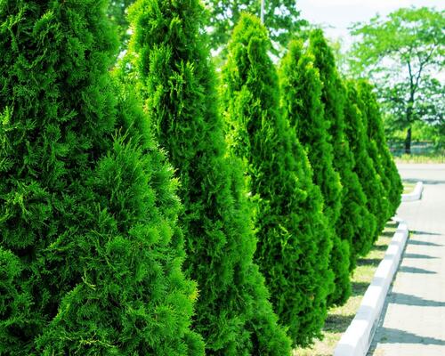 Perfect Privacy Screens: Arborvitae Trees