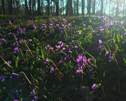 Sunlit Forest Meadow with Wild Violets