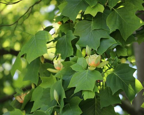 Close-Up of Green Leaves and Budding Flowers