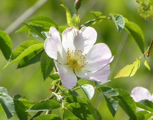 Delicate White Flower in Spring Sunshine