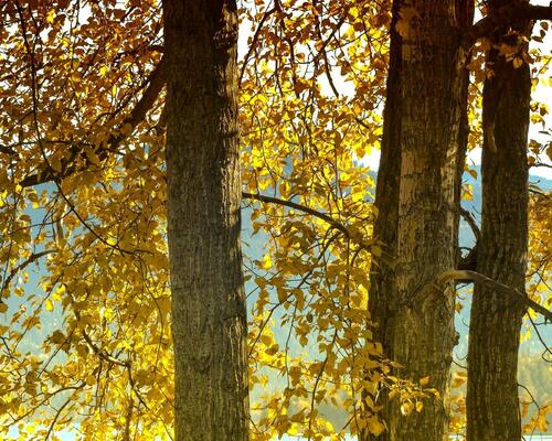 Golden Fall Foliage in the Forest