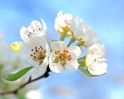 White Apple Blossoms Against Blue Sky